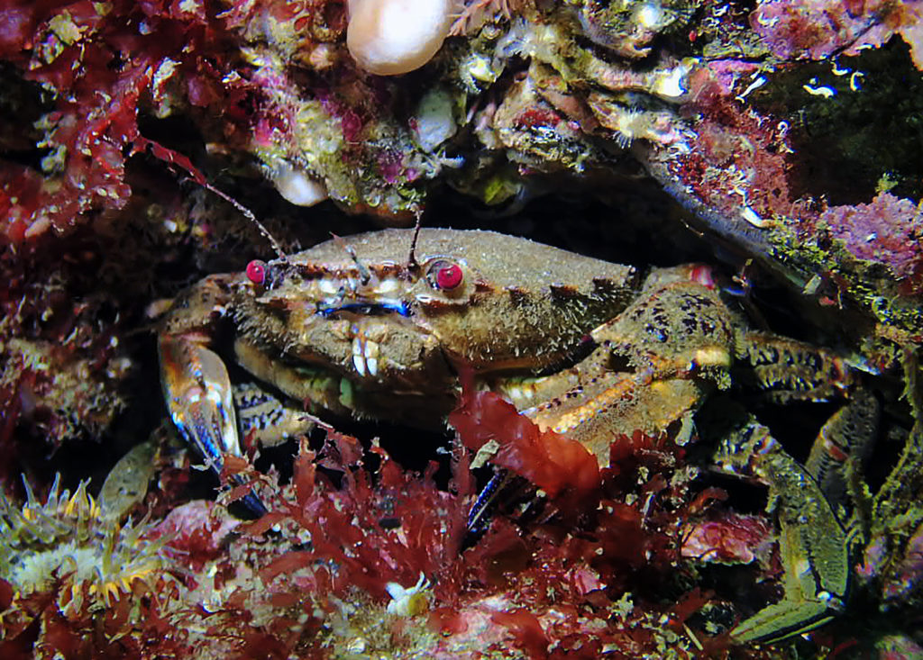 Velvet Swimming Crab