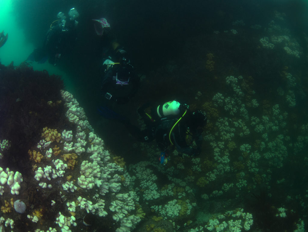 SCUBA divers swimming past a wall of Dead Men's Fingers