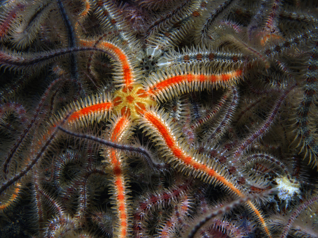 Brittlestars