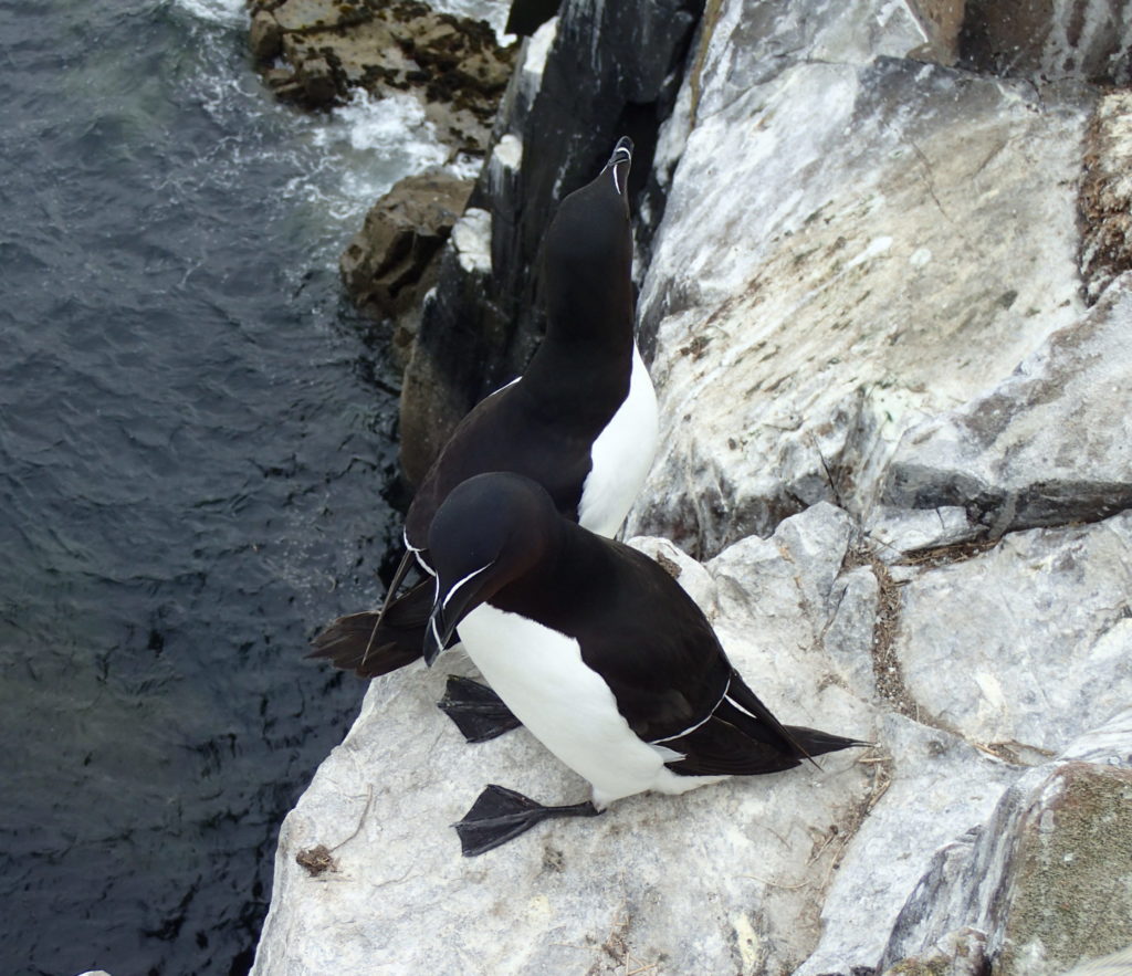 Guillemot