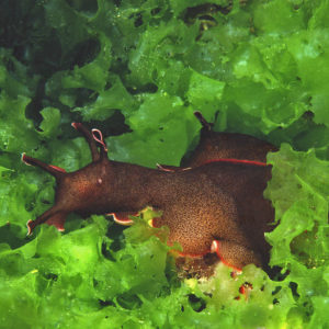 Sea Hares