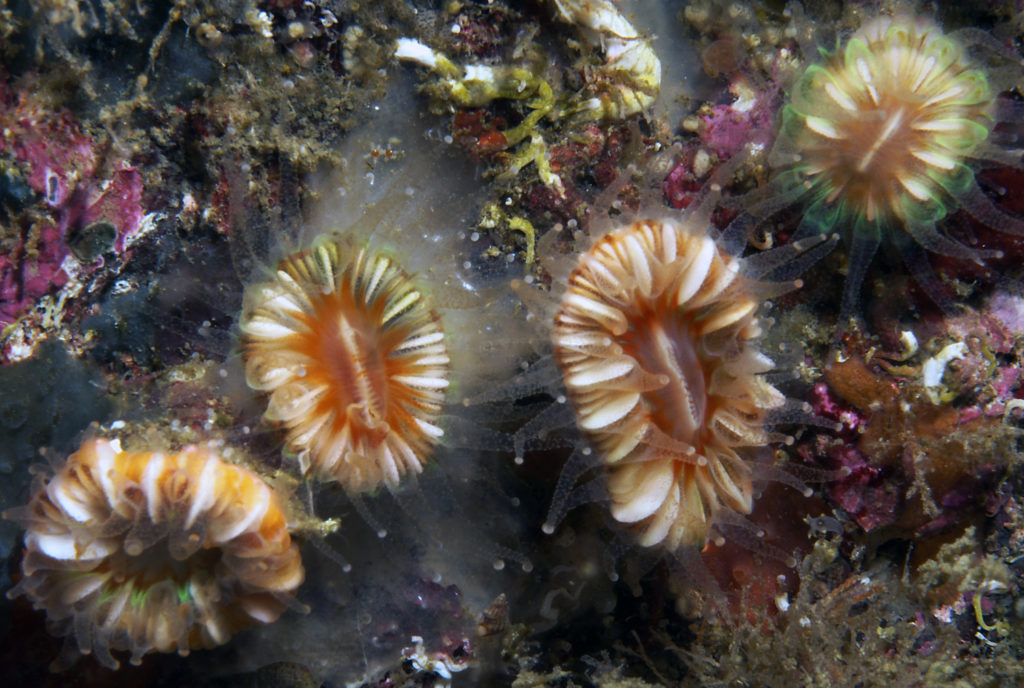 Devonshire Cup Corals