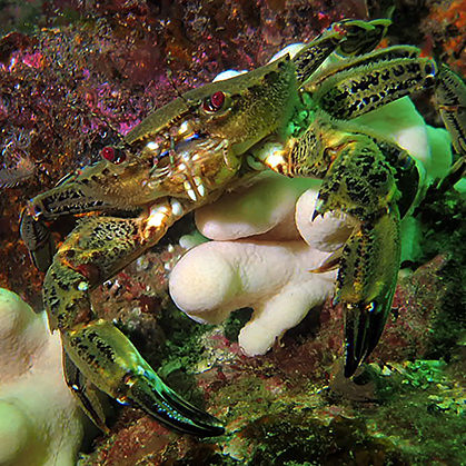 Velvet Swimming Crab
