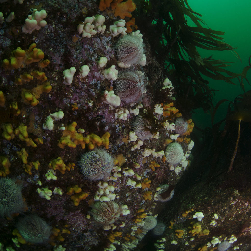 Sea Urchins