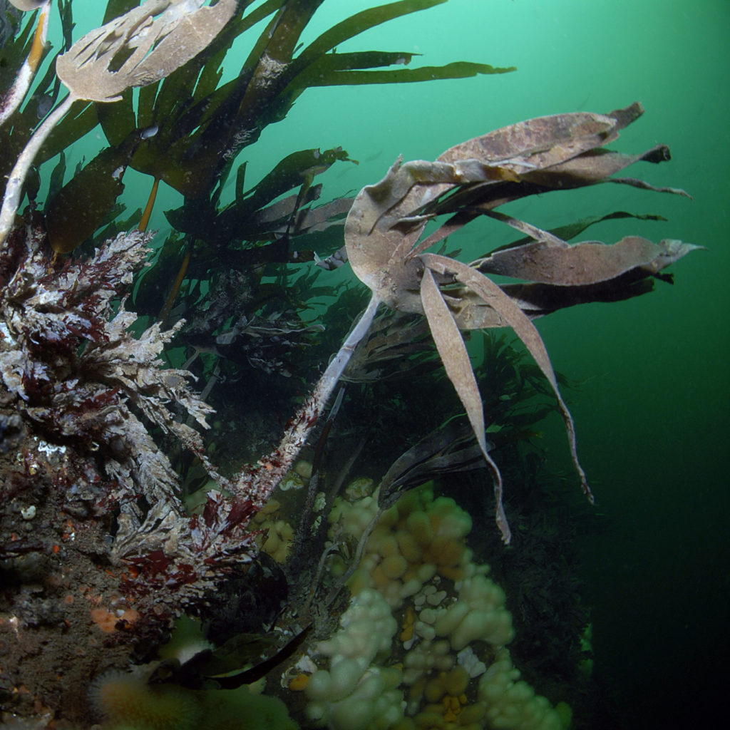 Kelp Forest