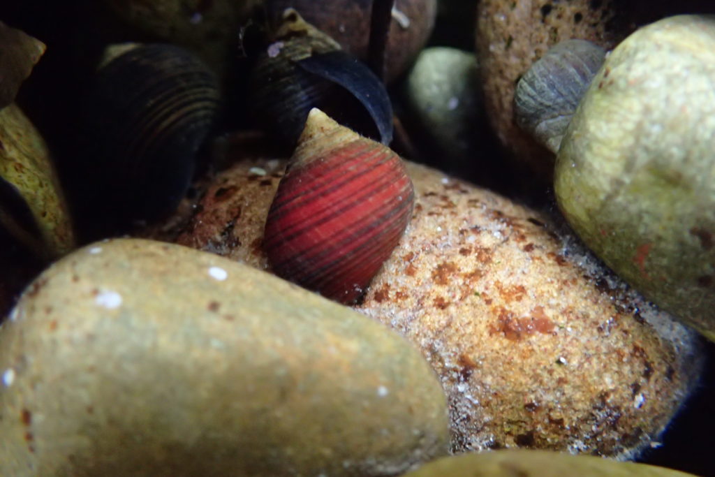 Common Periwinkle