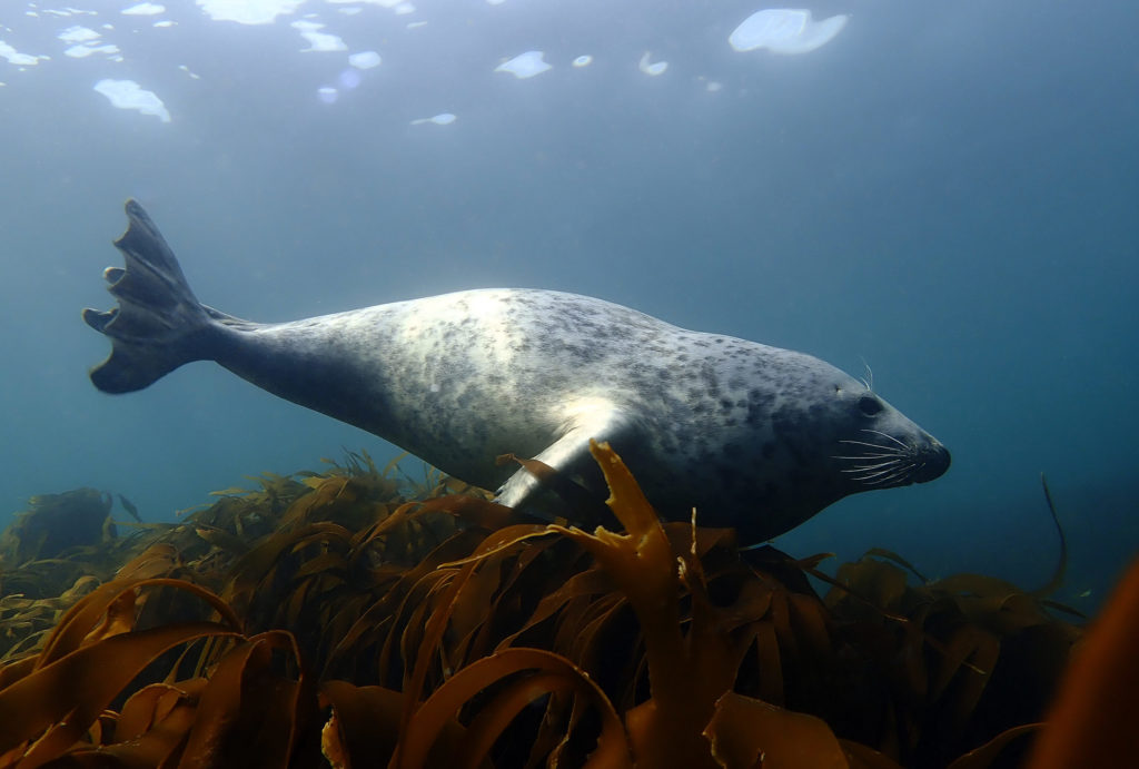 Grey Seal