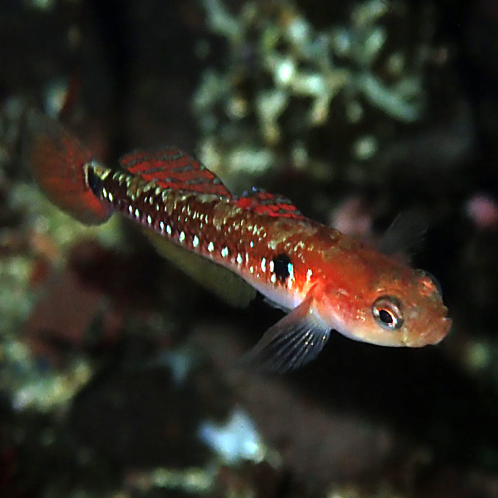 Two-spotted Goby