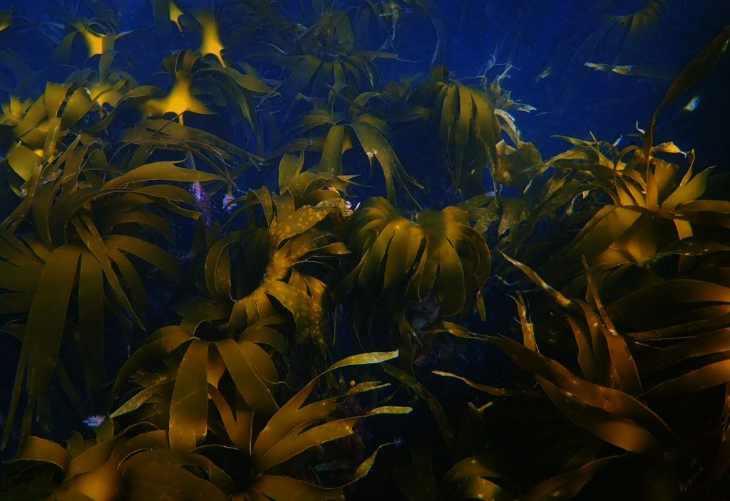 Kelp
