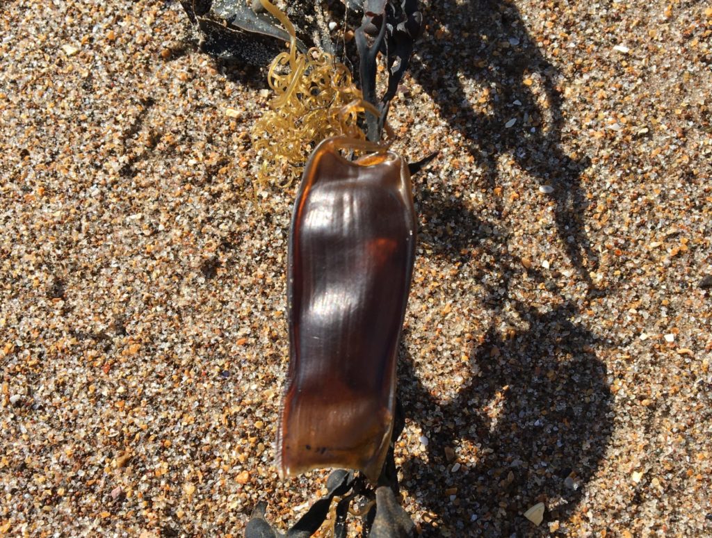 Small-spotted Catchshark egg washed up on the beach