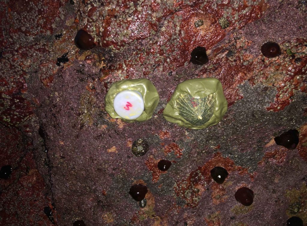 Robo-Limpet (on the right) next to an atmospheric temperature logger (on the left). These particular probes are situated on an under hang on the mid-shore