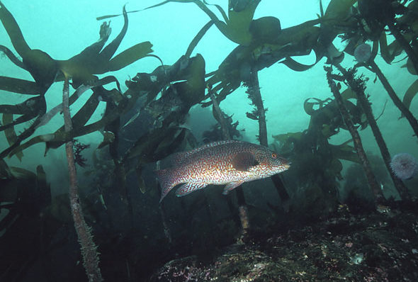 Ballan Wrasse in a kelp forest