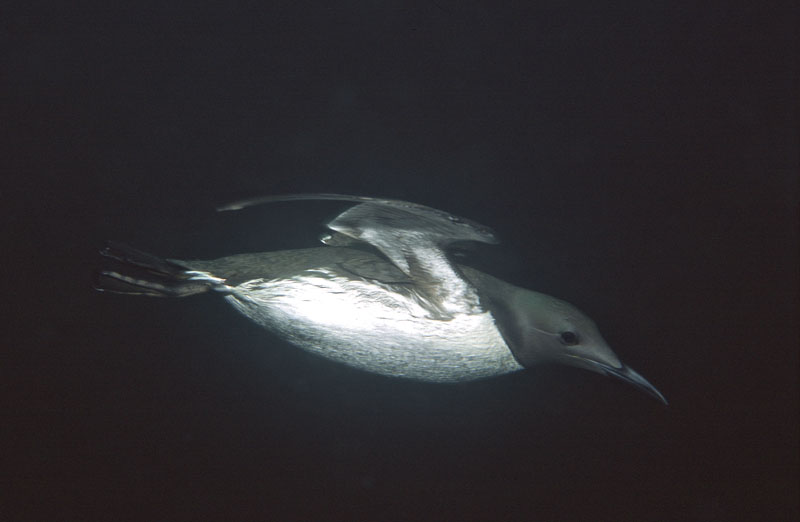 Underwater Guillemot