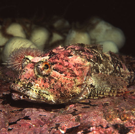 Scorpion Fish