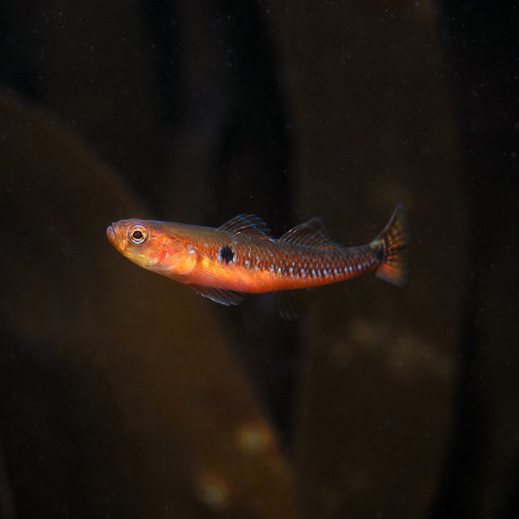 Two-spotted Goby