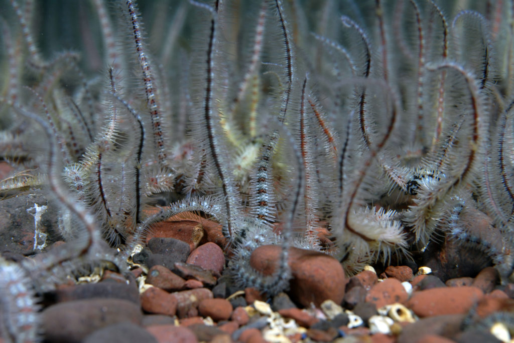 Brittlestars