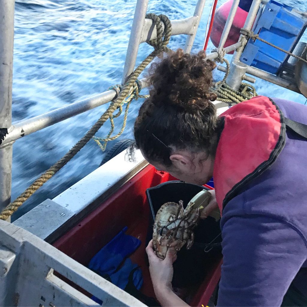 BLUE Project Officer Joe tagging an adult Brown Crab to give it a unique identity