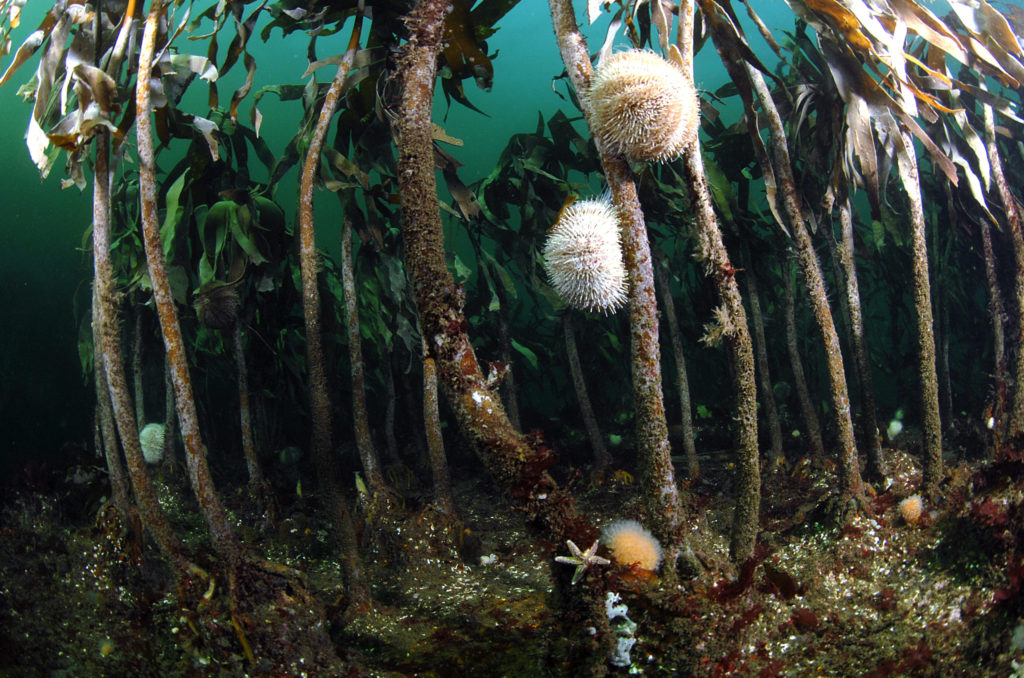 Sea urchins and starfish feeding on kelp