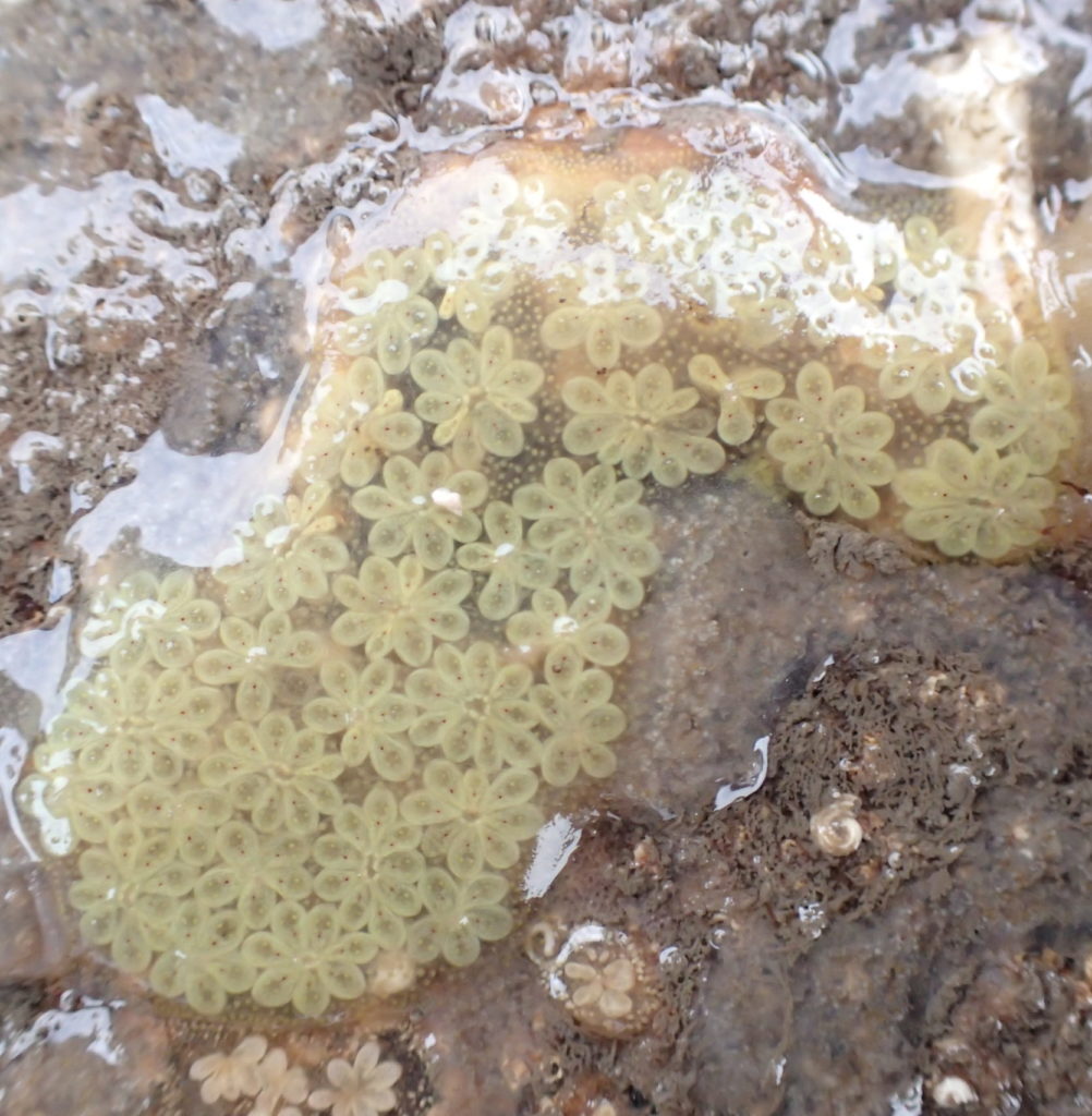 Star Ascidian