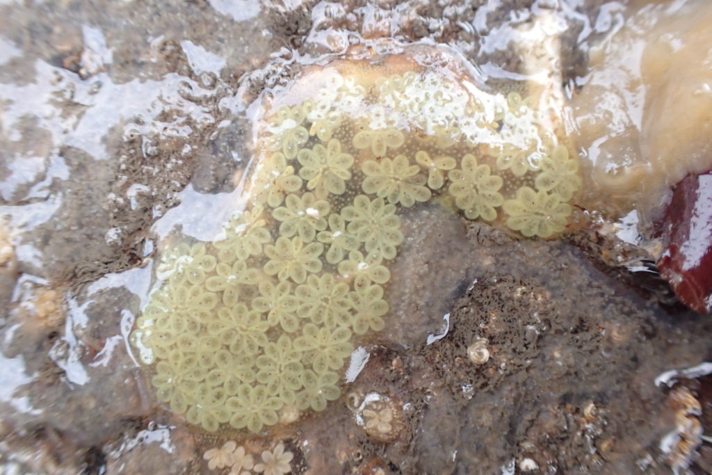 Star Ascidian